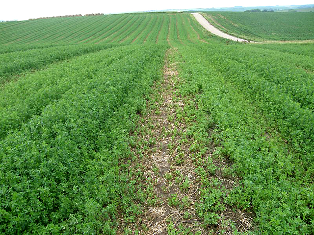 The first cutting of alfalfa in most Midwestern locations has been delayed due to the cool spring. (DTN file photo by Dan Davidson)